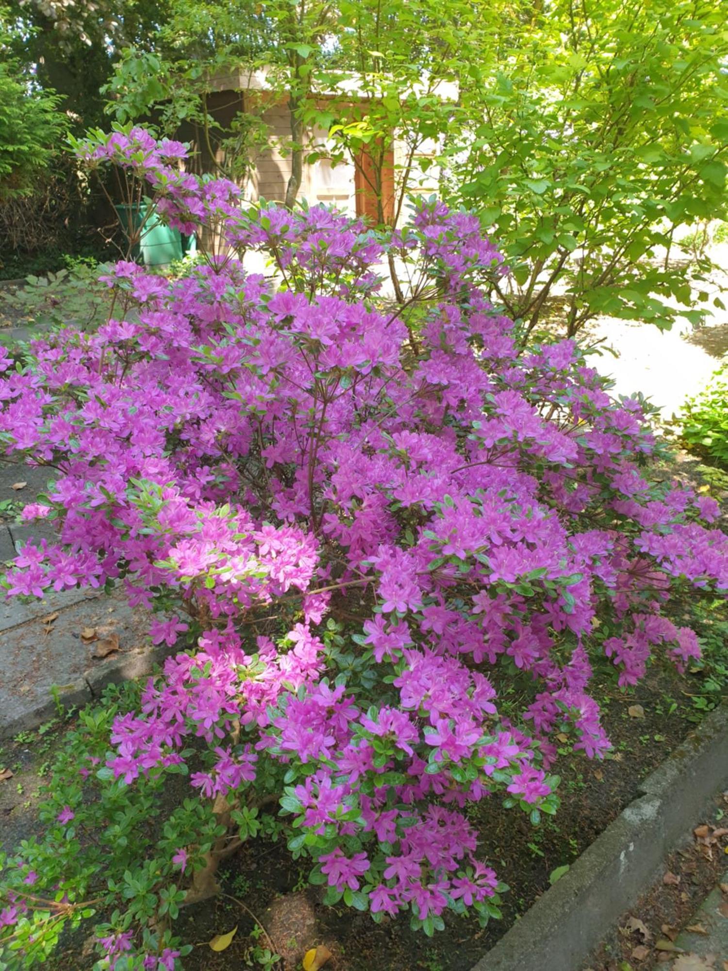 Ferienwohnung Gartenblick Westerstede Esterno foto